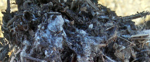 Compost — bulk landscape material at Cheaper Than Dirt Landscape Supply